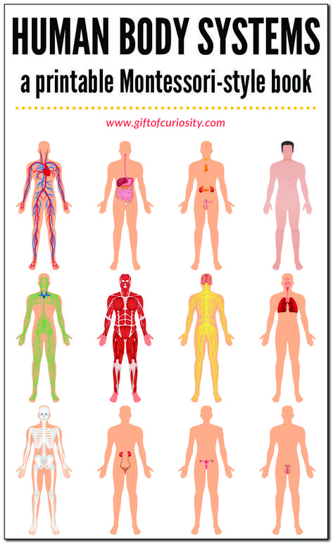 HUMAN BODY SYSTEMS BOOK: This printable, Montessori-style book about the systems of the human body features 12 different systems (skeletal system, muscular system, circulatory system, etc.). This book is designed to be super easy to assemble, and it has just the right amount of information to give kids a brief introduction to the key components of each system. #humanbody #printables #giftofcuriosity #montessori || Gift of Curiosity Human Body Systems Projects, Body Systems Project, Human Body Printables, Human Body Unit Study, Human Body System, Integumentary System, Human Body Unit, Animal Adaptations, Math Activities For Kids