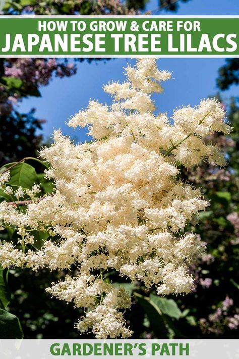 A close up vertical image of a flowering Japanese tree lilac (Syringa reticulata) growing in the garden pictured on a blue sky background. To the top and bottom of the frame is green and white printed text. Japanese Lilac Tree Front Yards, Ivory Silk Japanese Lilac Tree, California Lilac Tree, Ivory Silk Lilac Tree, Propagating Trees, White Lilac Tree, Korean Lilac Tree, Japanese Lilac Tree, Japanese Lilac