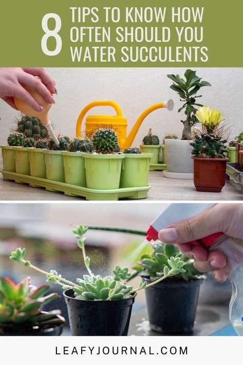 Discover 8 essential tips to keep your succulents thriving with the perfect watering schedule! Learn how often to water these resilient beauties for a lush and healthy garden. Water Succulents, How To Water Succulents, Plants Care, Plant Problems, Indoor Plant Care, Healthy Garden, Outdoor Plants, Care Tips, Plant Care