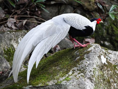 Silver Pheasant - eBird Dragon Concept, Wild Elephant, Post Animal, Most Beautiful Birds, Lovely Creatures, Bird Watcher, Wild Nature, Colorful Birds, Pheasant