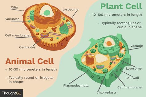 Plant and animal cells are similar in that both are eukaryotic cells. However, there are several important differences between these two cell types. Plant Cell Diagram, Cell Diagram, Animal Cell, Plant Cell