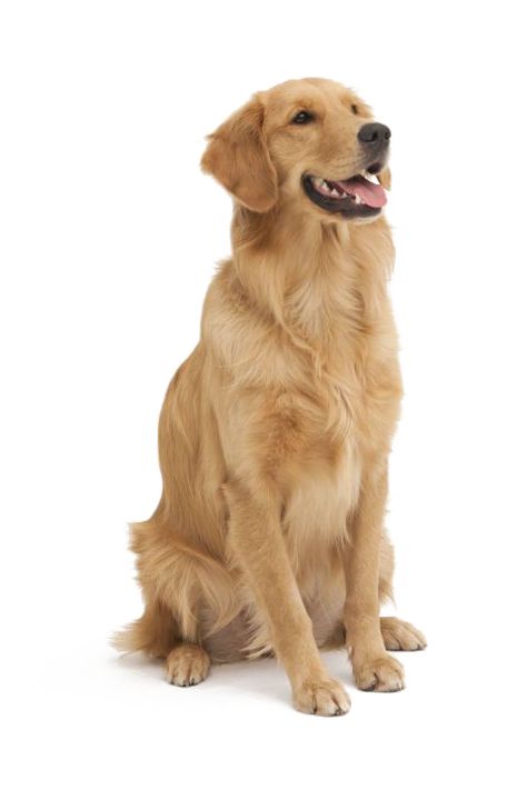 Perros Golden Retriever, Labrador Golden Retriever, Golden Retriever Training, Chien Golden Retriever, Positive Dog Training, Golden Retriever Mix, 골든 리트리버, A Golden Retriever, Best Dog Breeds