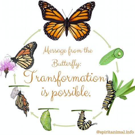 Message from the Butterfly Maya Angelou Quotes Strength, Monarch Butterfly Life Cycle, Butterfly Spirit Animal, Butterfly Transformation, Borboleta Tattoo, Spirit Animal Totem, Toddler Classroom, Butterfly Quotes, Butterfly Life Cycle