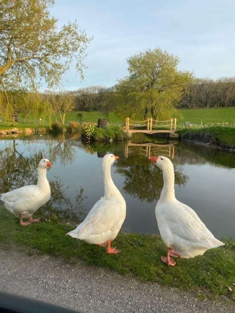 Pet Ducks, Future Farms, Duck Pond, Farm Lifestyle, Dream Farm, Garden Animals, Cottage Life, Pretty Animals, Spring Aesthetic