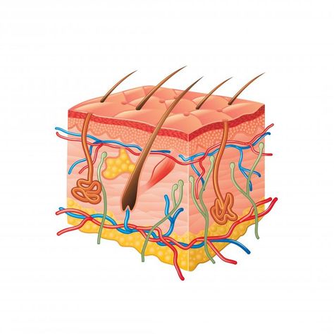 Lichen planus: Causes, symptoms, and treatments Human Skin Anatomy, Skin Biology, Lichen Planus, Skin Anatomy, Scale Skin, Skin Structure, Skin Disorders, Skin Diseases, Dermatology