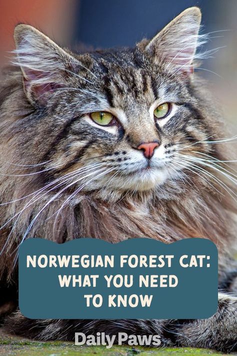 Norwegian Cat Forests, Food Bowl Ideas, Norwegian Forest Cat Kitten, Wallpaper Aesthetic Cat, Cat Litter Smell, Cat Aesthetic Wallpaper, Norwegian Forest Kittens, Norwegian Cat, Swimming Cats