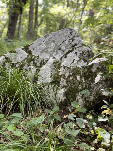 Rocks In Forest, Rock Reference Photo, Rock In Forest, Rainforest Floor, Forest Rocks, Mossy Stone, Mossy Rocks, Mossy Forest, Rock Aesthetic