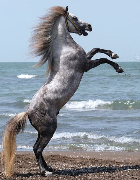 Caspian Horse, Beautiful Horse Pictures, Horse Wallpaper, Most Beautiful Horses, Grey Horse, All The Pretty Horses, Horse Crazy, Cute Horses, Arabian Horse