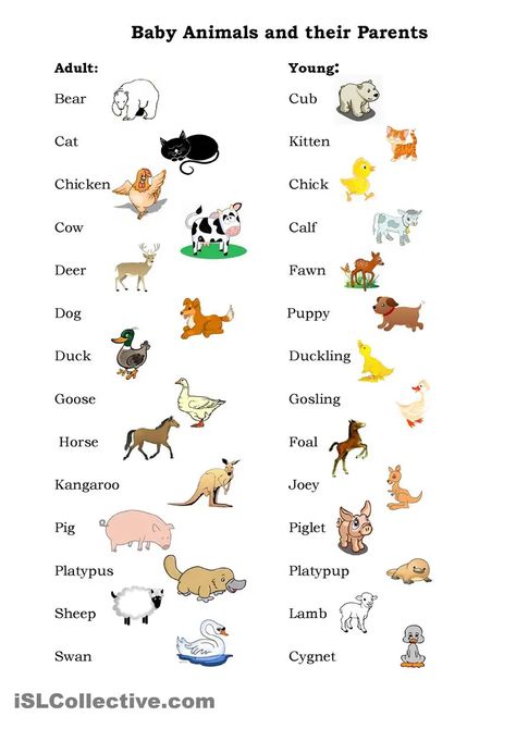 Animals Name In English, Baby Animal Names, Tatabahasa Inggeris, English Activities For Kids, Learning English For Kids, English Worksheets For Kids, Kids English, English Vocab, English Verbs