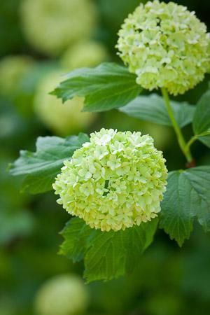 Try Viburnum Opulus! Modern Country Style: The Top Ten Best Green Hydrangeas For A Modern Country Garden Click through for details. Modern Country Garden, Viburnum Opulus Roseum, Snowball Tree, Guelder Rose, Flower Seedlings, Viburnum Opulus, Green Hydrangea, Tree Nursery, Garden Shrubs