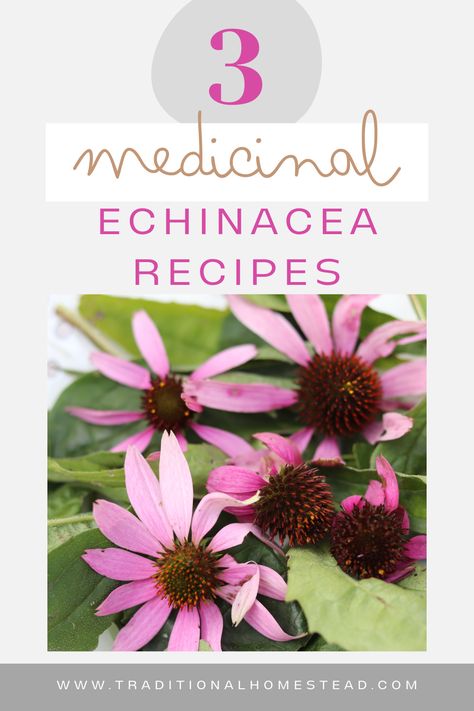 purple echinacea flowers and text Drying Echinacea, Ecanacia Flower, Echinacea Recipes, Echinacea Syrup, Dried Echinacea, Echinacea Tincture, Medicinal Herbs Remedies, Herbs Remedies, Herb Guide