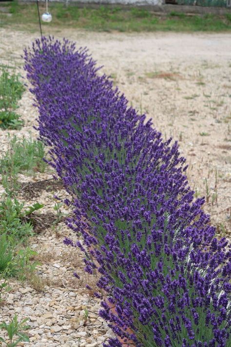 Front Garden Landscaping, Flower Hedge, Lavender Hedge, Lavender Bedding, River Rock Garden, Lawn Landscape, Landscape Rock, Growing Lavender, Front Yard Garden Design