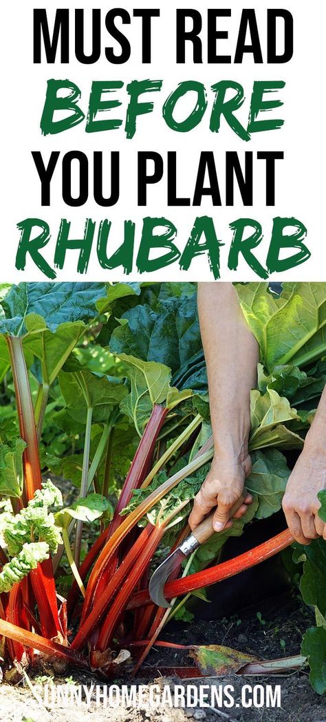 How To Grow Rhubarb, Grow Rhubarb, Rhubarb Rhubarb, Garden Diy Hacks, Growing Rhubarb, Rhubarb Plants, Perennial Vegetables, Garden Wallpaper, Veg Garden