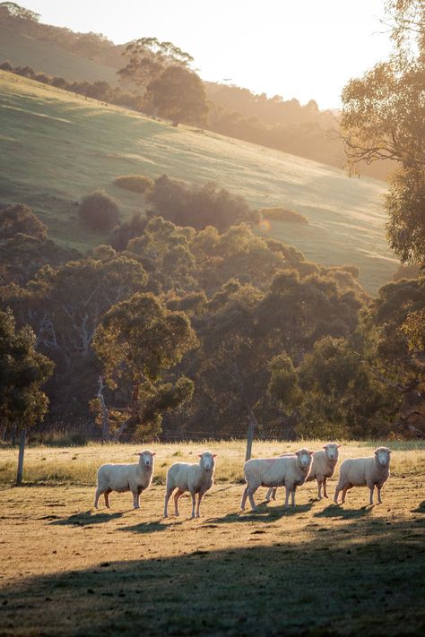 A herd of sheep standing on top of a grass covered field photo – Free Yankalilla Image on Unsplash Herd Of Sheep, Farm Field, Nature Images, Animals Images, Hd Photos, Mammals, Sheep, Australia, Art