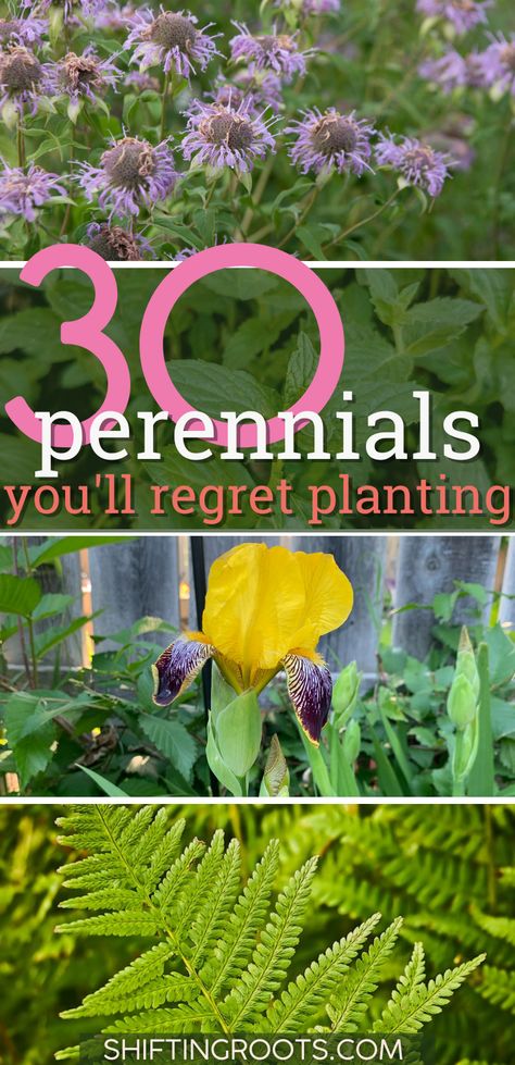 30 Perennials You'll Regret Planting in Your Zone 3 Garden | Shifting Roots Zone 3 Landscaping, Zone 3 Perennials, Zone 4 Perennials, Perenial Garden, Cold Climate Gardening, Perennial Garden Plans, Rhubarb Plants, Parterre Garden, Shade Loving Perennials