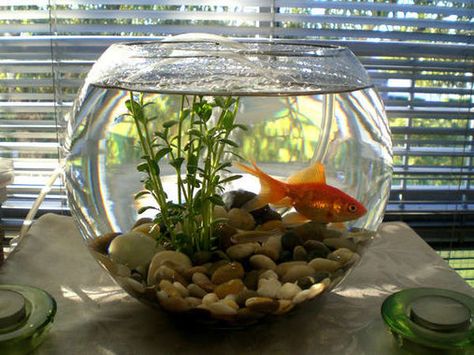 An Overview of Fish Bowls | RateMyFishTank.com Klein Aquarium, Fish Bowl Decorations, Hiasan Dalaman Rumah, Small Fish Tanks, Indoor Vegetables, Diy Fish Tank, Indoor Water Garden, Goldfish Bowl, Indoor Vegetable Gardening