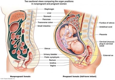 Pregnant Woman Diagram Pregnancy Anatomy, Human Anatomy Female, Mucus Plug, Cervical Mucus, Body Diagram, Female Reproductive System, Postpartum Belly, Diastasis Recti, Body Organs