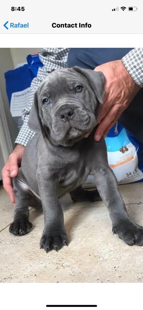 Cane Corso Italian Mastiff Puppies, Blue Cane Corso Puppy, Cane Corso Dog Puppies, Cane Corso Dog Blue, Cane Corso For Sale, Blue Cane Corso, Black Cane Corso, Italian Mastiff Puppies, Cane Corso Dog Breed