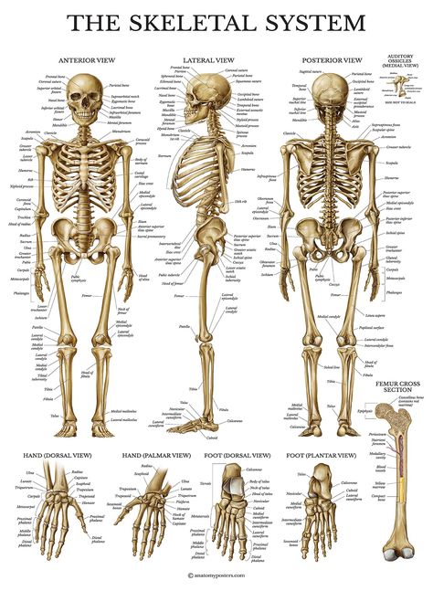 Human Skeleton Parts, Skeletal System Anatomy, Human Skeleton Model, The Human Skeleton, Human Skeletal System, Human Skeleton Anatomy, The Skeletal System, Anatomy Bones, Skeleton Anatomy