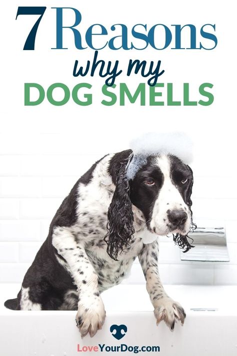 While some dog smells have a quick fix, there are times where a smell can point to a more serious issue.  Some dogs just carry a “dog” smell with them and will require more thorough grooming. Find out why they stink and how to fix it here in this article! #LoveYourDog #SmellyDogs #StinkyDog #WhyDoesMyDogSmell #ReasonsWhyDogsSmell #HowToStopStinkyDogs #DogGrooming Greasy Dog Fur, Smelly Dog Remedies, Stinky Dog Remedy, Dog Acne, Smelly Dog, Stinky Dog, Grooming Business, Every Dog Breed, Dog Remedies