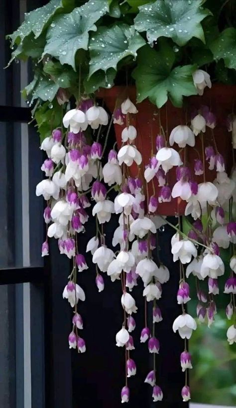 Weeping Begonia, Dekorasi Bohemia, Planting Peonies, Household Plants, Hanging Flower Pots, Flower Therapy, Home Landscaping, Hanging Flowers, Small Space Gardening