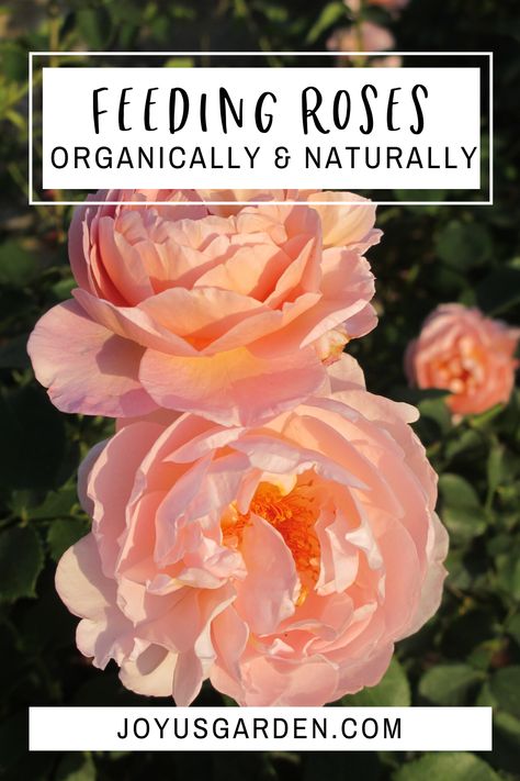 Rose Food Gardening, Adobe Garden, Rose Food, Roses In The Garden, Flower Fertilizer, Rose Plant Care, Rose Garden Design, Rose Recipes, Diy Rose