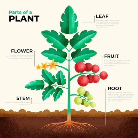 Geometric infographic of plant parts | Free Vector #Freepik #freevector #flowers-plants #nature-infographic #plant #plant-leaves Plant Parts, Christmas Party Poster, Comic Frame, Baby Play Activities, Planting Shrubs, Plant A Tree, Vascular Plant, Sustainable Garden, Parts Of A Plant