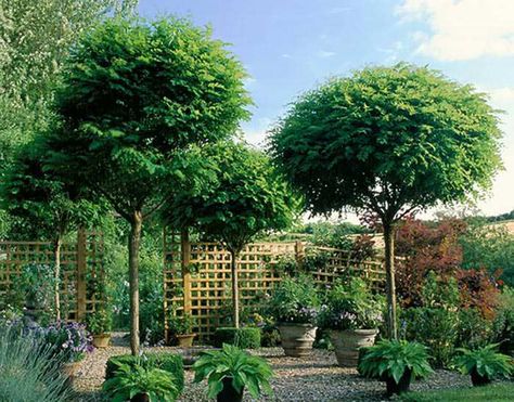 Best Deciduous and Evergreen Single Stem Trees for Small Gardens Small Garden Trees Ideas, Trees For Courtyards, Front Garden Privacy Ideas Uk, Trees In Courtyard, Small Garden Privacy, Small Evergreen Trees Landscaping Ideas, Tree For Small Garden, Tree In Small Garden, Ornamental Evergreen Trees Front Yards