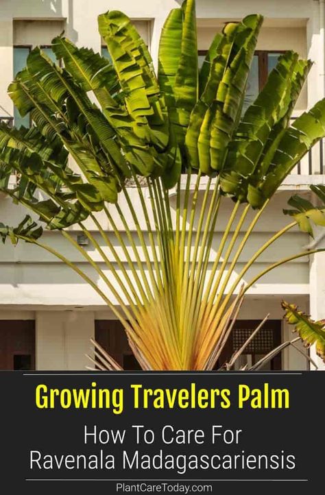 Traveler’s palm, (Ravenala madagascariensis) is a fan-shaped broadleaf evergreen, not a true palm, but a relative of the bird of Paradise. While young, the trunk is subterranean, leaving the fan at ground level. When it finally emerges, it sheds the lowest leaves, resulting in leaf scar rings. Trees For Backyard, Ravenala Madagascariensis, Trees For Small Gardens, Travelers Palm, Fishtail Palm, Shrubs For Landscaping, Trees For Front Yard, Palm Trees Landscaping, Travellers Palm