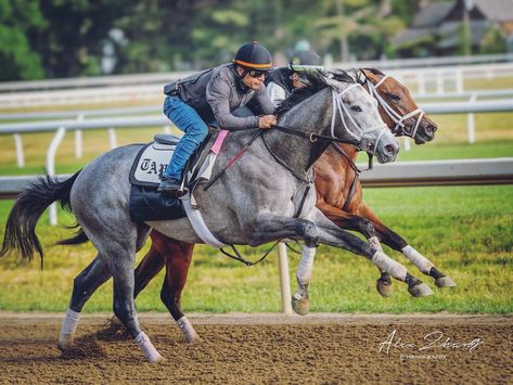 Thoroughbred Racehorse, Ky Derby, Thoroughbred Horse Racing, Race Horse, Dream Horse, Race Horses, Thoroughbred Horse, Pose References, Preakness