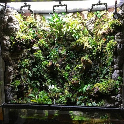 Aquascaping Ideas, Bioactive Vivarium, Tropical Terrariums, Orchid Terrarium, Frog Terrarium, Aquarium Garden, Aquascape Design, Plante Carnivore, Aquarium Terrarium