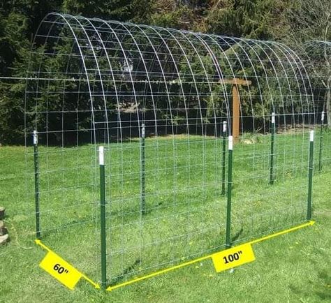 Outdoor Trellis Ideas, Arched Trellis, Cattle Panel Trellis, Panel Trellis, Trellis Diy, Diy Backyard Fence, Garden Archway, Wire Trellis, Garden Arch Trellis