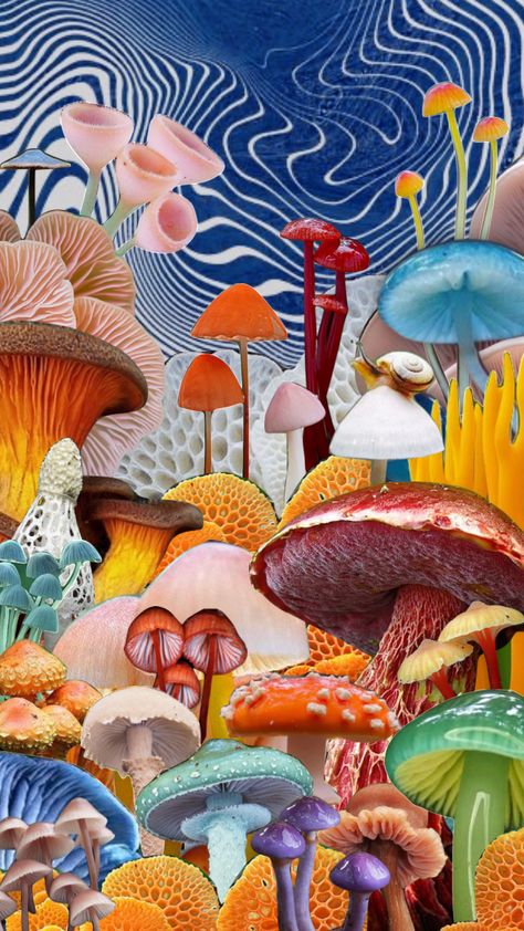 #mushrooms #psychadelic #trippyshuffle #fungi #fungus #fungusamongus #chillvibes #openyourmind #aesthetic #moodboard Mushroom Collage Art, Magic Mushroom Illustration, Colorful Mushroom Art, Mushrooms Wallpaper, Mushroom Background, Fungi Art, Mushroom Wallpaper, Psychadelic Art, Aesthetic Moodboard