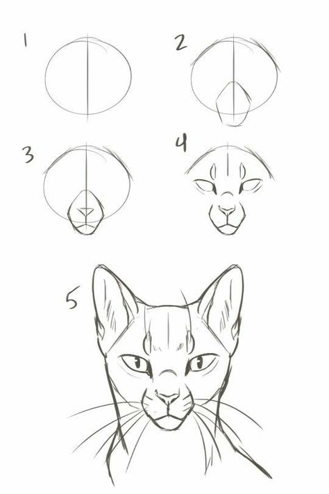 Cat Drawing Tutorial, Cats Art Drawing, Cat Anatomy, Warrior Cat Drawings, Cat Sketch, Warrior Cats Art, Cute Animal Drawings Kawaii, Desenho Tattoo, Art Prompts