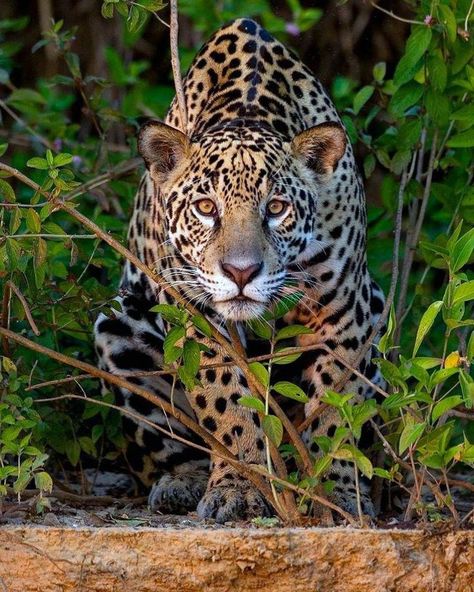 Jaguar, Brazil, photo by Brian Matthews Bolivia, Jaguar, Panther, Brazil, Animals