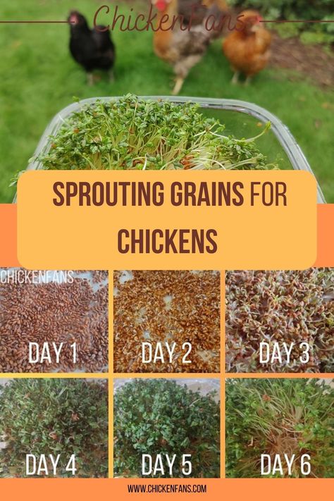 Caring for chickens brings much freedom and flexibility. While prioritizing their safety, health and nutrition, winter season may pose a challenge due to its limited foraging. Here’s where sprouting grains for your flock comes in. Despite seeming complex, it’s quite manageable for smaller flocks and your chickens will love it. Making Fodder For Chickens, Sprouting Chicken Feed, Protein For Chickens, Fermenting Chicken Feed, Caring For Chickens, Snacks For Chickens, Herbs For Chickens, Food For Chickens, Growing Wheat Grass