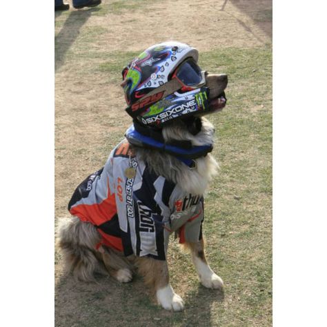 11 Athletic Costumes So Your Dog Can Score Some Major Halloween Points - BarkPost Sporty Dog, Biker Dog, Motocross Love, Harley Motorcycle, Cool Dirt Bikes, Image Moto, Cycle Chic, Bike Gear, Dog Costumes