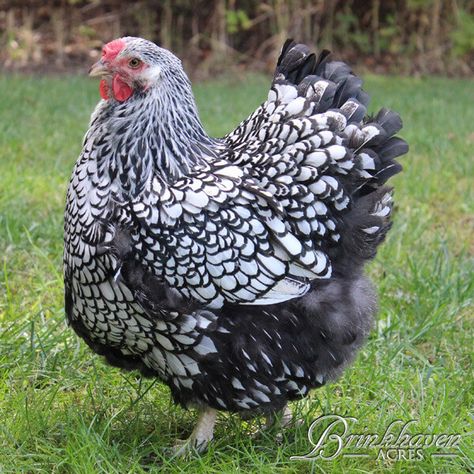 Silver Laced Wyandotte Chickens, Wyandotte Chickens, Laced Wyandotte, Wyandotte Chicken, Raising Turkeys, Chickens For Sale, Best Egg Laying Chickens, Egg Laying Chickens, Fancy Chickens