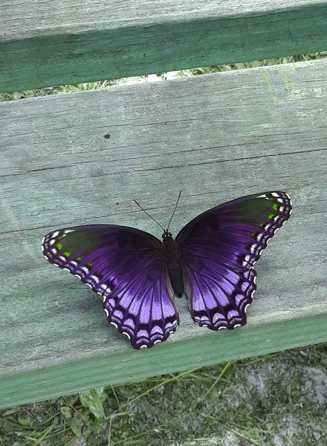 Purple Butterfly Photography, Purple Butterfly Real, Purple Buterfluffy, Real Purple Butterfly, Violet Butterfly Aesthetic, Butterflys Asethic, Butterfly Purple Aesthetic, Butterfly Core Aesthetic, Purple Butterfly Painting