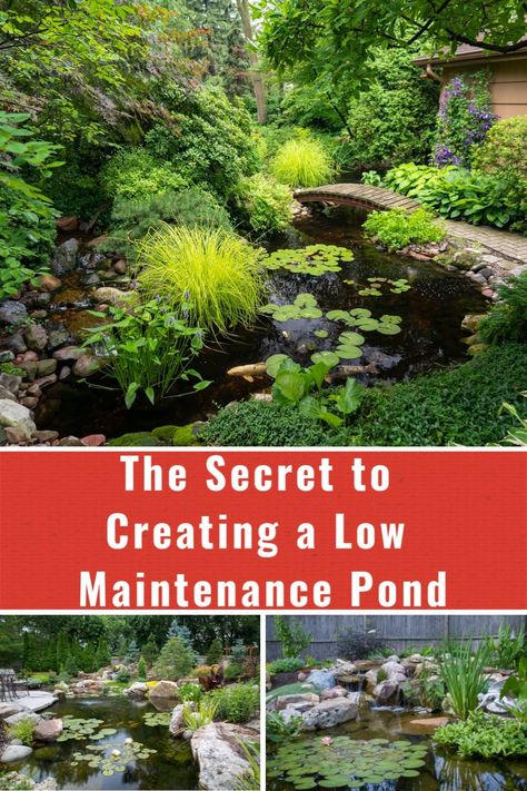 Diy Backyard Pond Easy, Pond Plants That Clean Water, Above Ground Pond Ideas, Natural Pond Landscaping, Small Pond Landscaping, Mini Fish Pond, Backyard Pond Landscaping, Pond Diy, Small Fish Pond