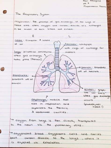 𝓅𝒾𝓃𝓉𝑒𝓇𝑒𝓈𝓉: 💕𝙙𝙮𝙡𝙖𝙣💕 Medical Diagram Aesthetic, Lungs Notes Anatomy, Grade 9 Science Notes Quarter 1, Anatomy Of Lungs Notes, Doctor Notes For Work Medical, Human Body Notes Aesthetic, Firefighter Study Notes, Emt Notes Aesthetic, Gaseous Exchange Notes Grade 11