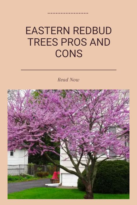 If you're considering planting an Eastern Redbud tree, it's essential to weigh the pros and cons carefully. This short-lived ornamental tree showcases beautiful pink flowers that blossom in early spring, making it a favorite for home gardens. However, they can be susceptible to pests and require certain growing conditions to thrive. Understanding the benefits like stunning aesthetics along with challenges such as space requirements can help you determine if they're the right fit for your yard. Explore memorable insights on these charming trees. Small Landscaping Trees, Eastern Redbud Tree, Eastern Redbud, Landscaping Trees, Redbud Tree, Beautiful Pink Flowers, Ornamental Trees, Tree Leaves, Landscape Projects