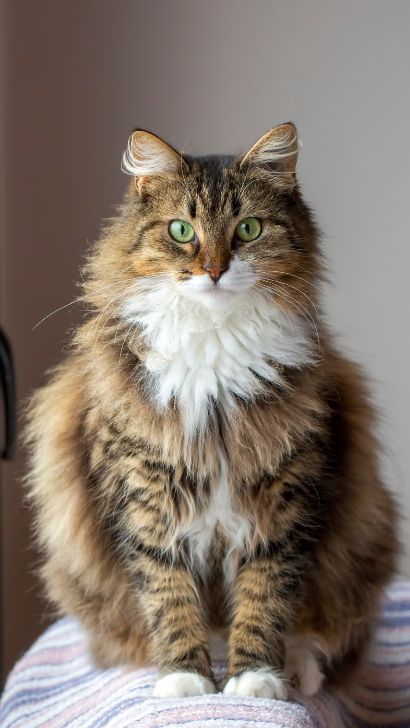 Norwegian Forest Cat Lifespan - How Long Do They Live? Average Norwegian Forest Cat Breed Life Expectancy - Complete Guide Norwegian Forest Kittens, Norwegian Cat, Shorthair Cat, British Shorthair Cats, Norwegian Forest, Gorgeous Cats, Forest Cat, Cat Breed, Beautiful Cat Breeds