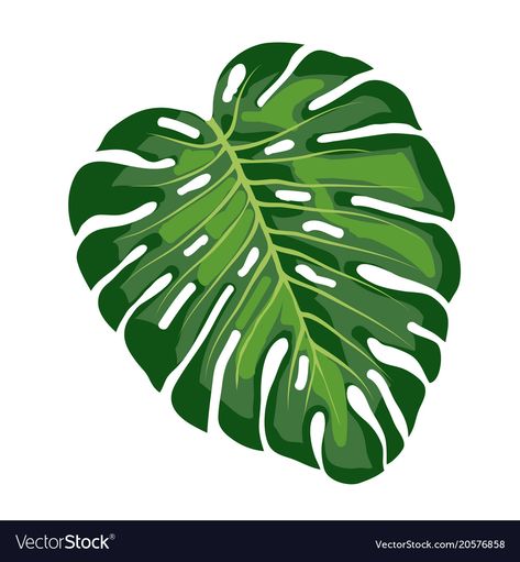 Monstera Leaf Vector, Monstera Plant Illustration, Monstera Illustration, Modern Plant Stand, Leaves Illustration, Leaf Illustration, Plant Vector, Leaves Vector, Monstera Plant