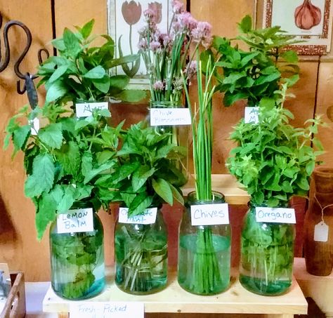 Farmers Market Herb Display, Farmers Market Items To Sell, Farm Stand Items To Sell, What To Sell At Farmers Market, Farmers Market Ideas To Sell, Farm Market Display, Selling Herbs, Farm Market Ideas, Herb Gifts