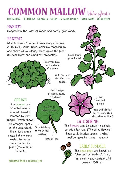 Mallow Common Mallow, Mallow Plant, Medicinal Herbs Garden, Parts Of A Plant, Wild Food, The Harvest, Healing Herbs, Eating Raw, Planting Herbs