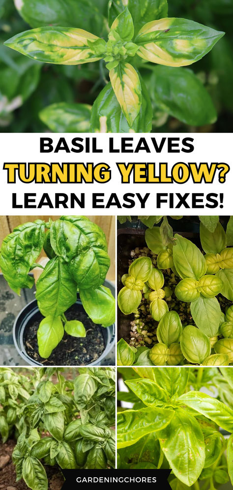 9 Reasons Unveiled with Simple Solutions for Yellowing Basil Leaves Growing Basil Outdoors, Plant Deficiencies, Plant Advice, Basil Garden, Types Of Basil, Gardening Herbs, Vegetable Harvest, Growing Basil, Harvesting Herbs