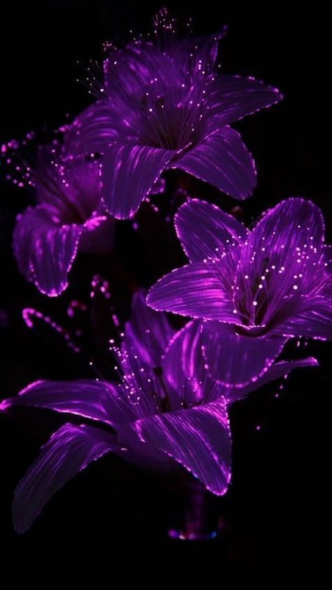 Free Phone Backgrounds, Dr Zakir Naik, Whats Wallpaper, Glowing Flowers, Purple Aesthetic Background, Dark Purple Wallpaper, Violet Aesthetic, Motorola Razr, Neon Flowers