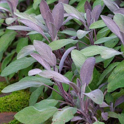 purple sage...salvia officinalis...gray, green, purple...scented... Sage Herb, Herb Plants, Salvia Officinalis, Purple Sage, Plant Guide, Fine Gardening, Side Garden, Family Garden, Contemporary Garden