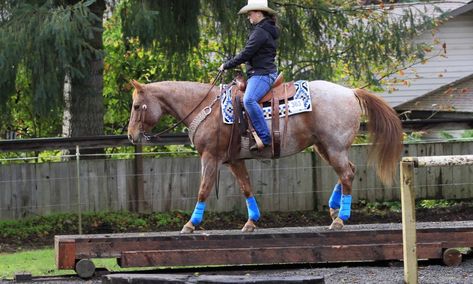 Horse Obstacles, Riding Ideas, Obstacle Course Training, Horse Feeder, Horse Exercises, Hay Feeder, Horse Trail, Horse Feed, Mountain Trail